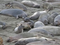 2008Elephant-Seals-30